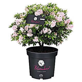 Piardino Rhododendron Bloombux (Blütenfarbe: Zart Rosa, Winterhart, Mehrjährig)