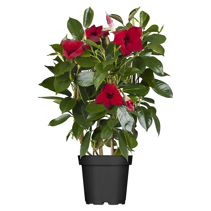 Piardino Dipladenia Pyramide - Dipladenia sanderi, Topfgröße: 14 cm - Eine leuchtend rote Mandevilla-Pflanze in einem schwarzen Topf, mit leuchtend grünen Blättern und mehreren roten trompetenförmigen Blüten.