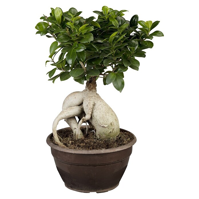 Ficus microcarpa 35