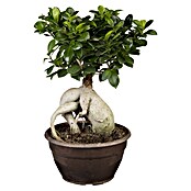 Ficus microcarpa 35