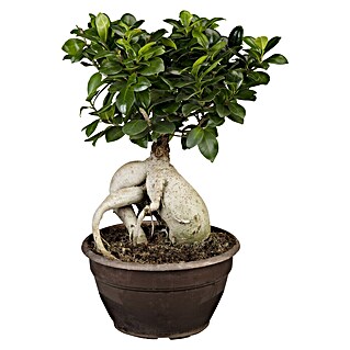 Piardino Chinesische Feige (Ficus microcarpa, Topfgröße: 35 cm)