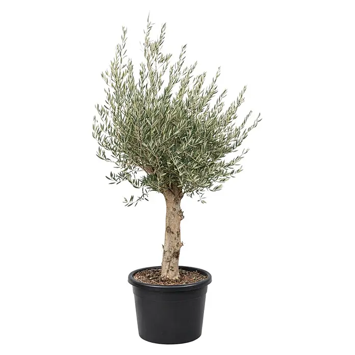 Piardino Olivenbaum - Olea europaea Vienna, Topfgröße: 55 cm - Kleiner Olivenbaum mit grün-silbernen Blättern und hellem Stamm, in einem runden schwarzen Topf.