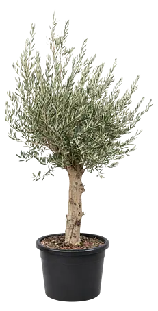 sansevieria hahnii jade Sansevieria Hahnii Jade Marginata Decorative Plant main image 0