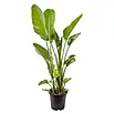 Piardino Baumstrelitzie - Strelitzia nicolai, Topfgre: 30 cm online  kaufen bei BAUHAUS