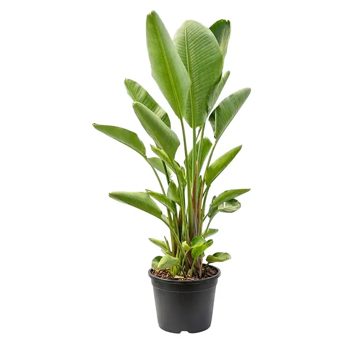 Piardino Baumstrelitzie - Strelitzia nicolai, 30 l - Üppige grüne Strelitzie mit breiten Blättern in einem schlichten schwarzen Topf.