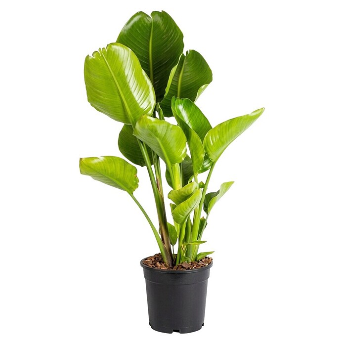 Piardino Baumstrelitzie (Strelitzia nicolai, Topfgröße: 23 cm) | BAUHAUS