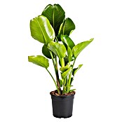 Piardino Baumstrelitzie (Strelitzia nicolai, Topfgröße: 23 cm) | BAUHAUS