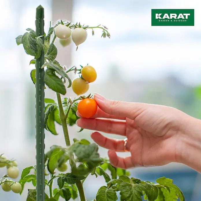 Pflanzstab Leah - Ø x H: 1,1 x 60 cm, Stahl, 10 Stk. - Grüner Gartenstab stützt eine Tomatenpflanze mit reifenden Früchten; eine Hand erntet eine orange Tomate.