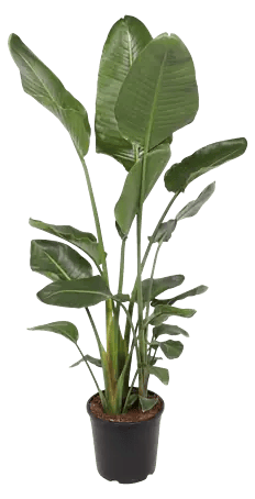 ismene als zimmerpflanze Ismene Festalis (Hymenocallis festalis, Schnhutchen)  Alkemade  bloembollen
