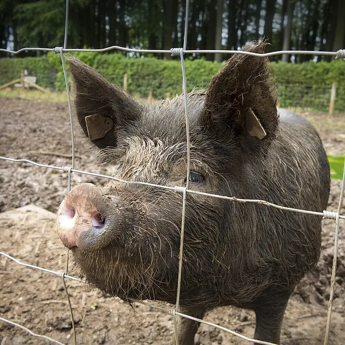 Floordirekt Maschendrahtzaun Wildzaun - 50 cm x 1 m, Grau - Dunkelbraunes, schlammiges Schwein mit Ohrmarken, das durch einen Drahtzaun im Gehege schaut.