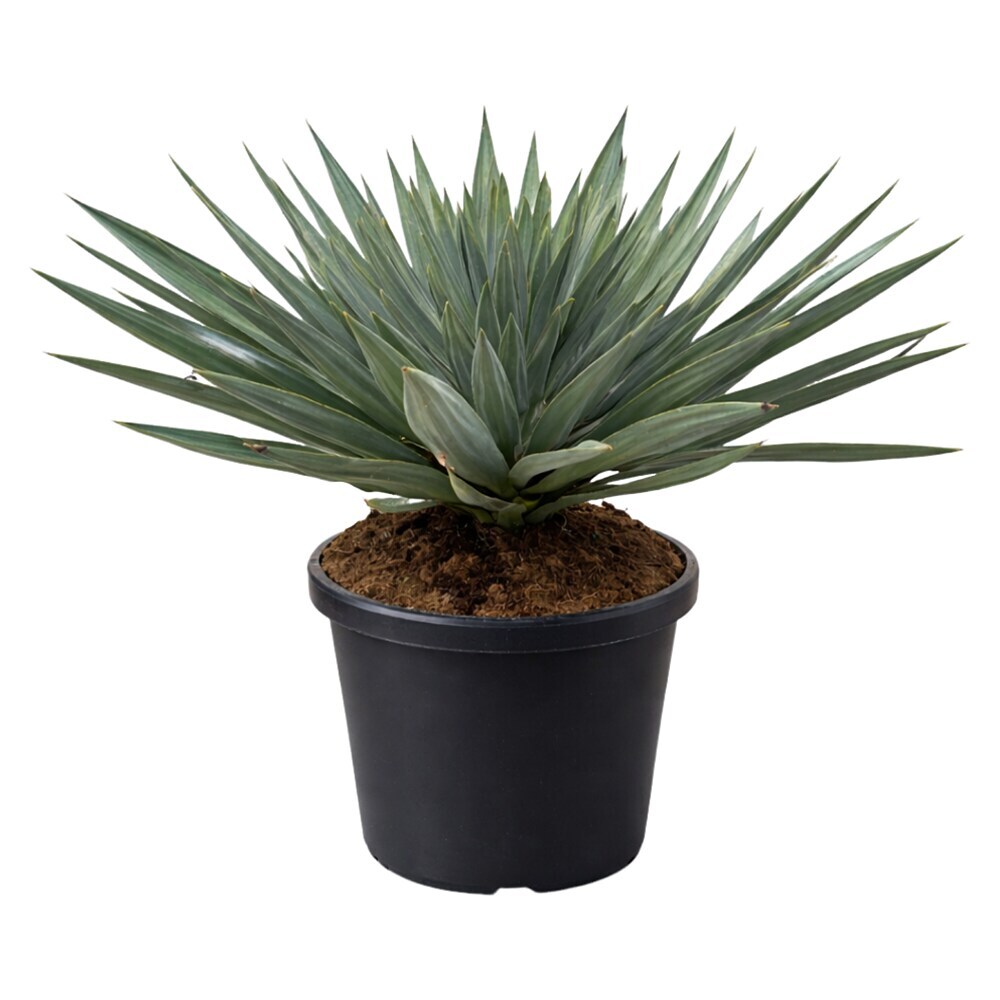sansevieria trifasciata green SANSEVIERIA GREEN SNAKE PLANT – Plantology Lab Trading main image 1
