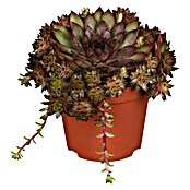 Piardino Hauswurz (Sempervivum, Topfgröße: 9 cm, Blattfarbe: Grün)