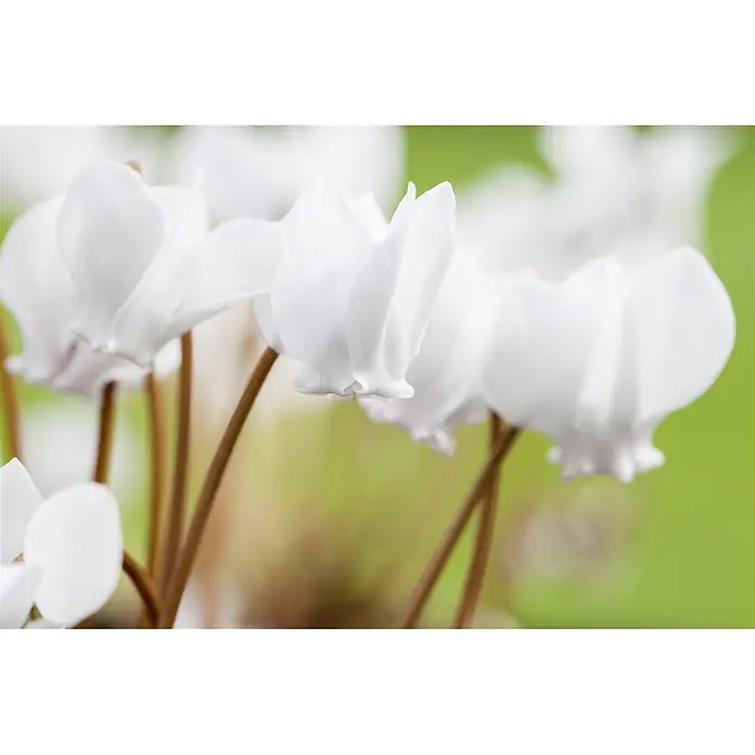 Pflanzen für dich Alpenveilchen ca. 9x9 cm Topf - Cyclamen hederifolium 'Album' - Weiße Alpenveilchen mit braunen Stielen.