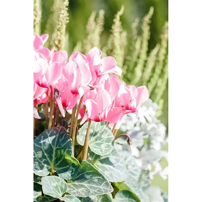 Pflanzen für dich Alpenveilchen ca. 9x9 cm Topf - Cyclamen hederifolium 'Rosenteppich' - Leuchtend rosa Alpenveilchenblüten mit gemusterten grünen und silbrigen Blättern.