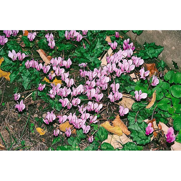Pflanzen für dich Alpenveilchen ca. 9x9 cm Topf - Cyclamen hederifolium 'Rosenteppich' - Leuchtend rosa Alpenveilchen blühen zwischen grünen Blättern und trockenem Laub auf dem Boden.