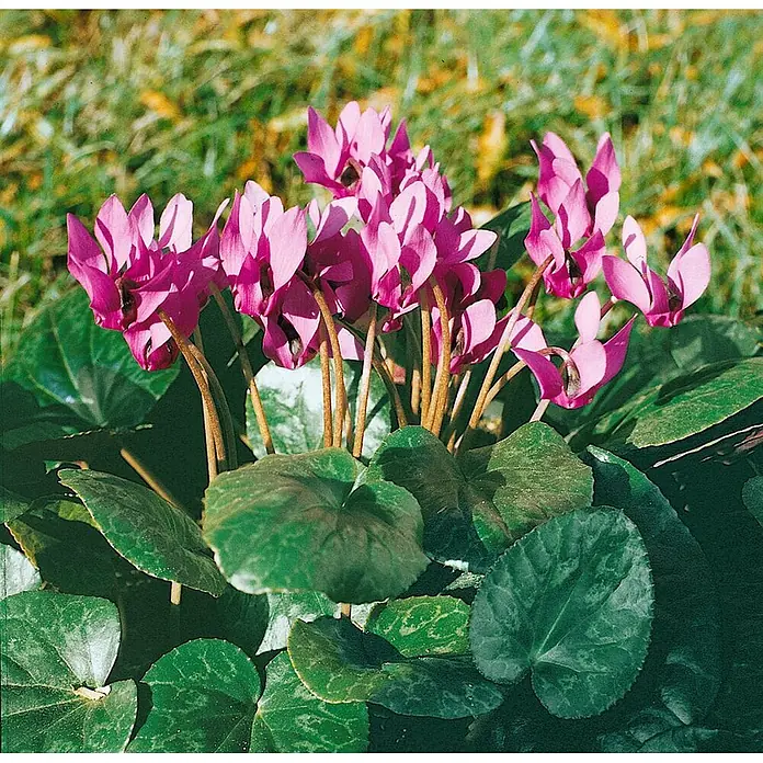 Pflanzen für dich Alpenveilchen Alpenveilchen - Cyclamen purpurascens - Lebhaft pinkfarbene Alpenveilchenblüten mit dunkelgrünen, gemusterten Blättern, natürlich wachsend.