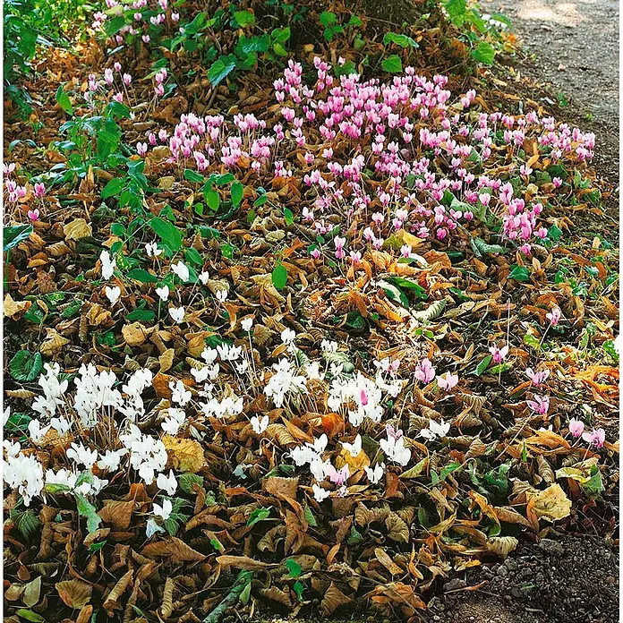 Pflanzen für dich Alpenveilchen Alpenveilchen - Cyclamen purpurascens - Rosa und weiße Alpenveilchenblüten blühen zwischen Herbstlaub auf dem Waldboden.