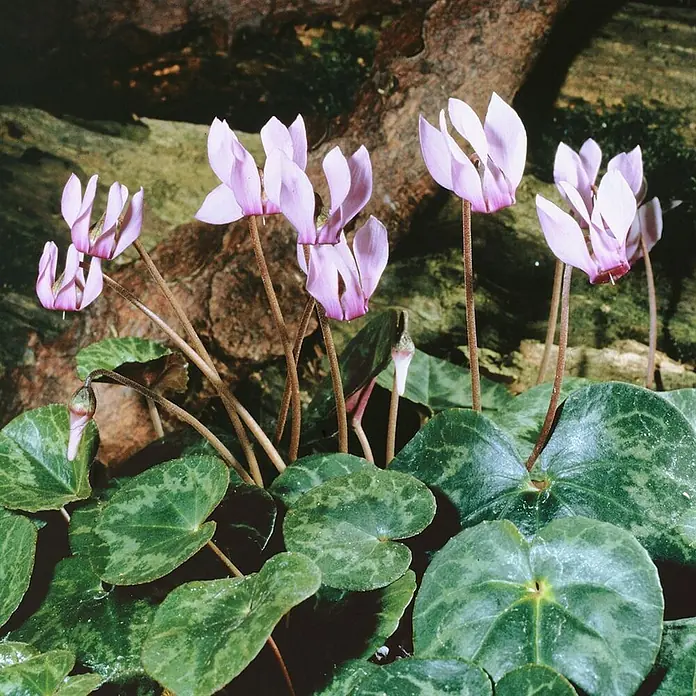 Pflanzen für dich Alpenveilchen Alpenveilchen - Cyclamen purpurascens - Rosa Alpenveilchenblüten mit panaschierten grünen Blättern, natürlich wachsend zwischen dunklem Holz und Erdtönen.