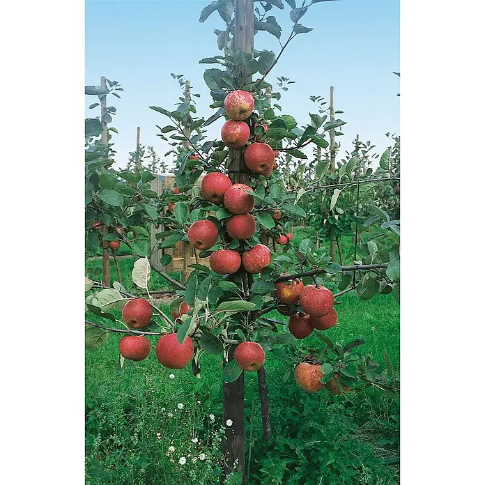 Pflanzen für dich Obstbaum 40 cm - Malus domestica - Ein schlanker Apfelbaum im Obstgarten, voll mit reifen roten Äpfeln, gestützt durch einen Pfahl.