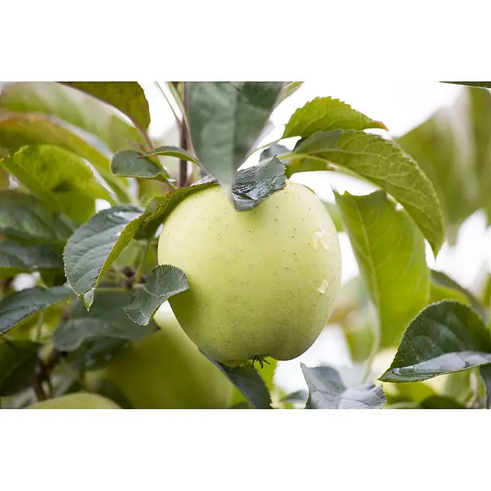 Pflanzen für dich Obstbaum 150-200cm - Malus domestica 'Weißer Klarapfel' - Reifer grüner Apfel mit Wassertropfen an einem Baumzweig zwischen frischen grünen Blättern.
