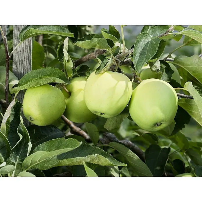 Pflanzen für dich Obstbaum 150-200cm - Malus domestica 'Weißer Klarapfel' - Sich entwickelnde grüne Äpfel an einem Ast zwischen grünen Blättern.