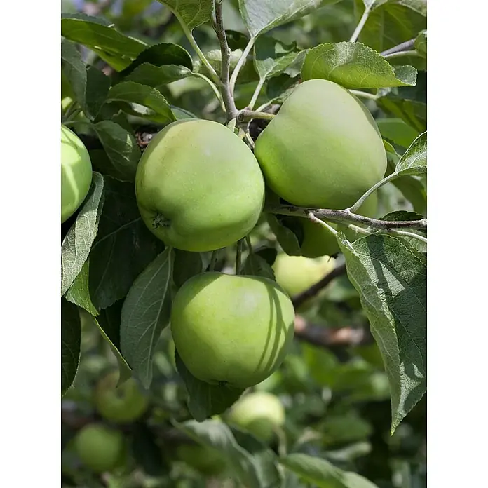 Pflanzen für dich Obstbaum 150-200cm - Malus domestica 'Weißer Klarapfel' - Drei grüne Äpfel hängen an einem belaubten Ast eines Apfelbaums.