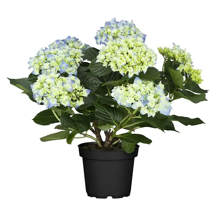 Piardino Hydrangea - Hydrangea macrophylla, Tamaño de maceta: 13 cm, En función de la variedad - Hortensia en maceta con flores azules y verdes. La planta de interior tiene una maceta de plástico negro y está sobre un fondo blanco.