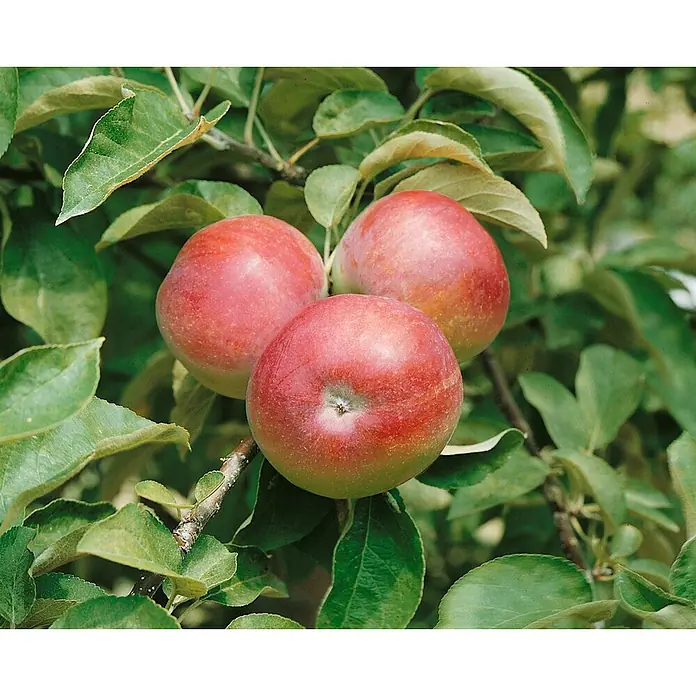 Pflanzen für dich Obstbaum 125-150 cm - Malus domestica 'McIntosh' - Drei reife rot-grüne Äpfel hängen an einem Ast, umgeben von leuchtend grünen Blättern am Apfelbaum.