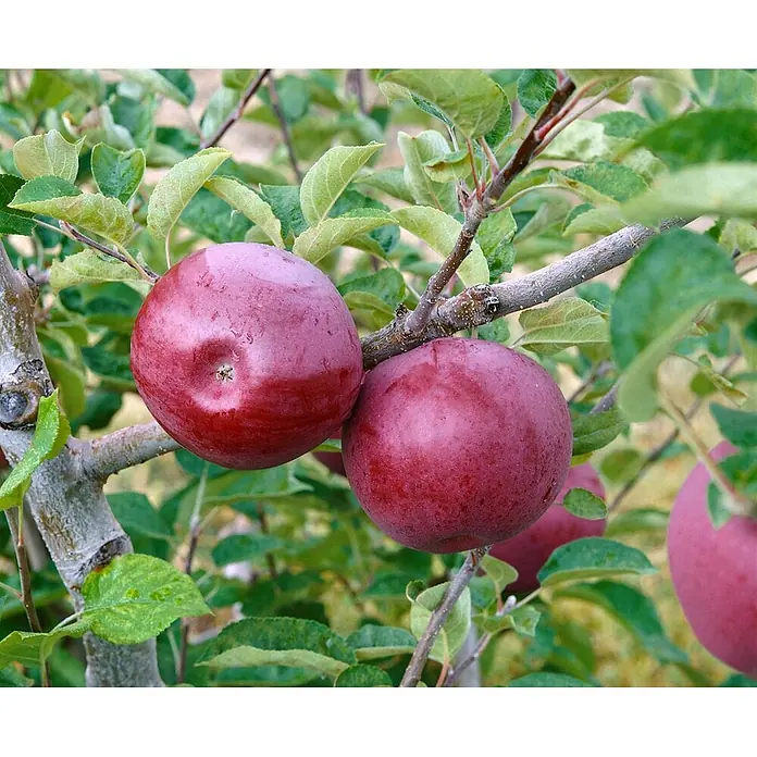 Pflanzen für dich Obstbaum 125-150 cm - Malus domestica 'McIntosh' - Zwei reife rote Äpfel an einem Ast.