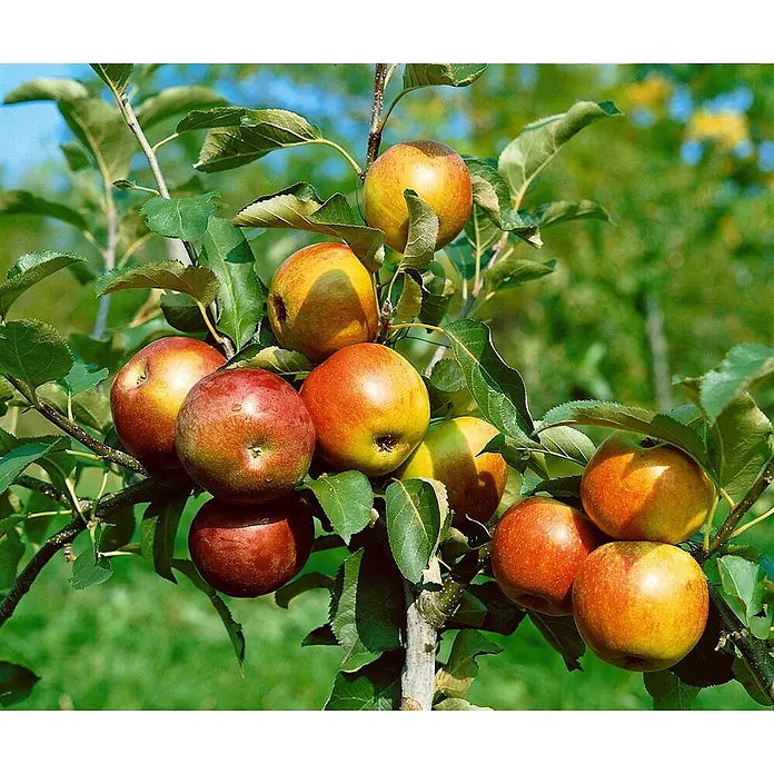 Pflanzen für dich Obstbaum 125-150 cm - Malus domestica 'McIntosh' - Reife rot-gelbe Äpfel hängen in Büscheln an einem Ast mit grünen Blättern.