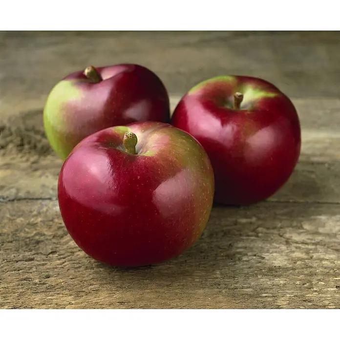 Pflanzen für dich Obstbaum 125-150 cm - Malus domestica 'McIntosh' - Drei frische rot-grüne Äpfel.