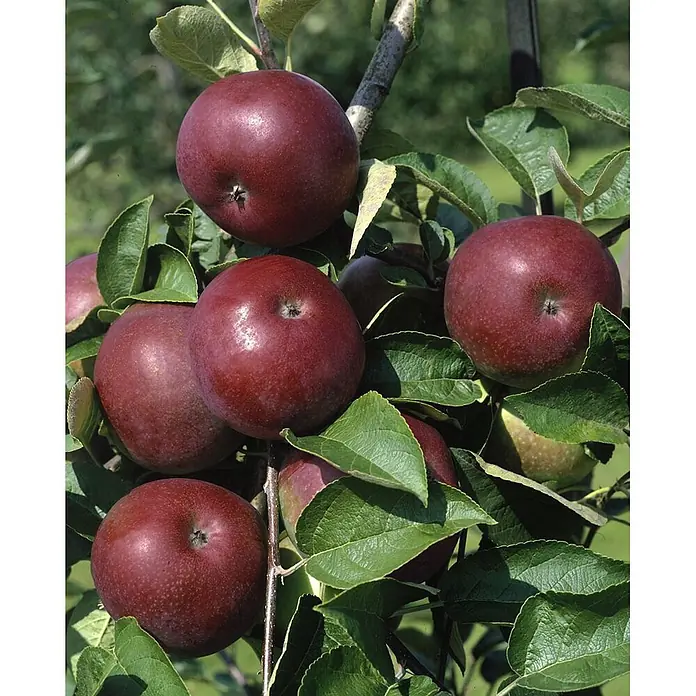 Pflanzen für dich Obstbaum 125-150 cm - Malus domestica 'McIntosh' - Mehrere tiefrote, reife Äpfel hängen an einem Ast eines Apfelbaums zwischen grünen Blättern.