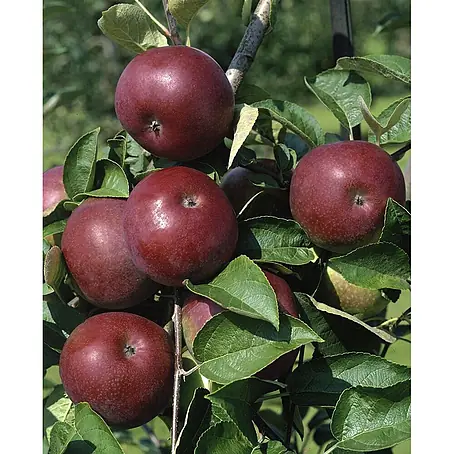 Pflanzen für dich  Obstbaum 125-150 cm