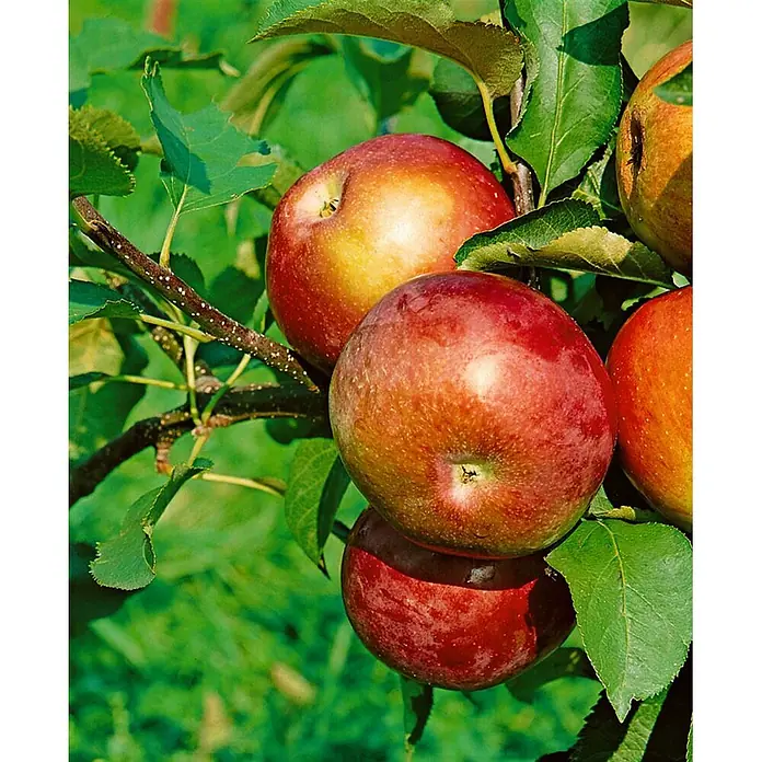 Pflanzen für dich Obstbaum 125-150 cm - Malus domestica 'McIntosh' - Reife rote und gelbe Äpfel an einem Ast.