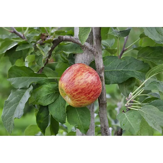 Pflanzen für dich Obstbaum 150-200cm - Malus domestica 'Gravensteiner' - Ein reifer, rot-gelb gestreifter Apfel hängt an einem Apfelbaumzweig.