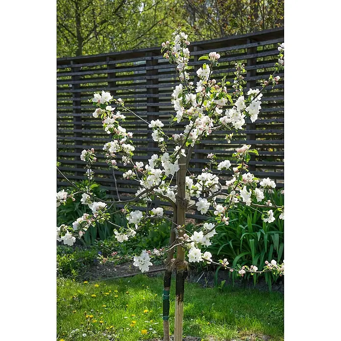 Pflanzen für dich Obstbaum 150-200cm - Malus domestica 'Gravensteiner' - Kleiner Apfelbaum in voller weißer Blüte, von Holzpfahl im Garten gestützt.