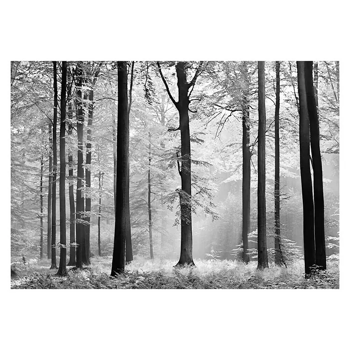 Fotomural Avalon - An x Al: 366 x 254 cm, Papel - Fotografía en blanco y negro de un denso bosque con árboles altos e imponentes y un sotobosque brumoso.