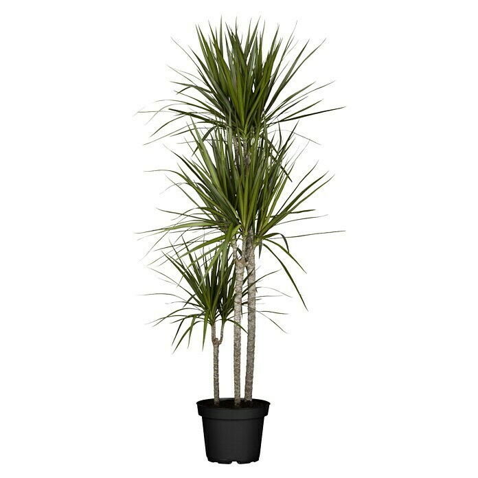 Piardino Drachenbaum (Dracaena marginata, Topfgröße: 24 cm, Blattfarbe: Grün)