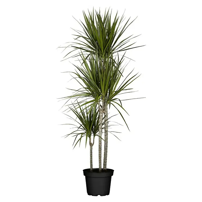 Piardino Drachenbaum - Dracaena marginata, Topfgröße: 24 cm, Blattfarbe: Grün - Diese Aufnahme zeigt eine Drachenbaum-Pflanze in einem schwarzen Topf, deren lange, grüne Blätter einen dekorativen Effekt erzeugen.