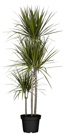 glückskastanie kaufen ikea Glückskastanie (Pachira aquatica) kaufen main image 1