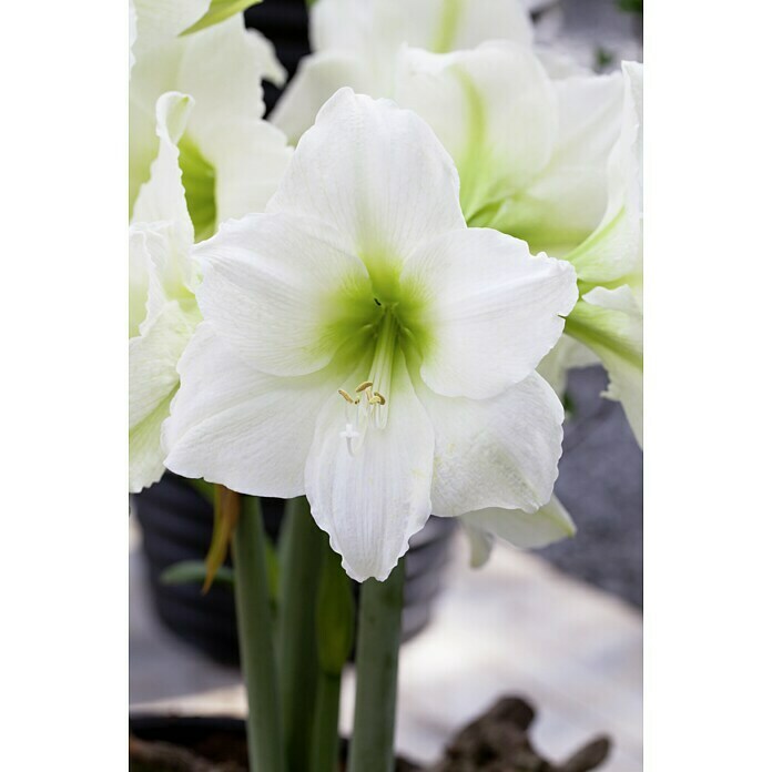 Piardino Amaryllis Waxz® (Hippeastrum hybride , Blütenfarbe: Sortenabhängig)