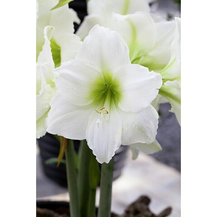 Piardino Amaryllis Waxz®Hippeastrum x Hybrid, Blütenfarbe: Sortenabhängig Detail Shot