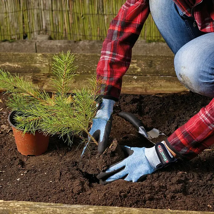 Gardol Gartenhandschuhe Pflanzen - 10, Blau - Eine Person pflanzt einen kleinen Baum mit Gartenhandschuhen und einer Schaufel. Die Gartenhandschuhe schützen die Hände bei der Gartenarbeit.