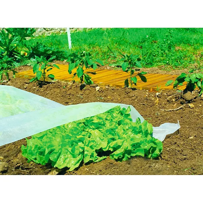 Nortene Film transparente crecimiento Climatex - L x An: 10 x 2 m, Blanco - Esta imagen presenta un primer plano de verduras que crecen en el jardín bajo un tejido blanco.