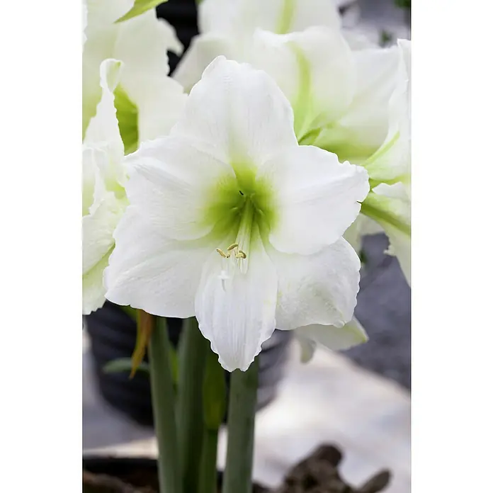 Piardino Amaryllis - Hippeastrum x Hybrid Belladonna, Topfgröße: 12 cm, Weiß - Nahaufnahme einer weißen Amaryllisblüte mit grünem Zentrum, die Eleganz und Ruhe ausstrahlt.