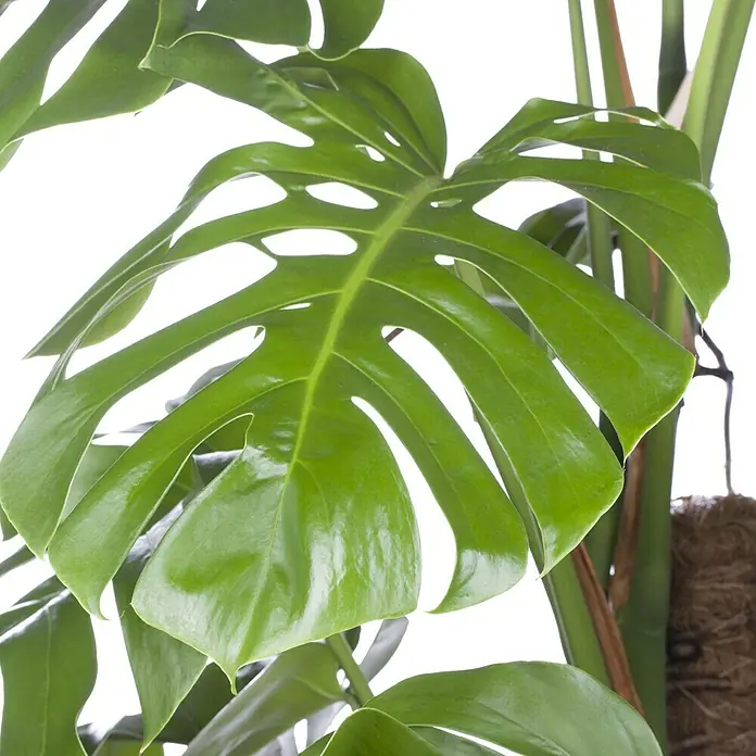 Piardino Fensterblatt - Monstera acuminata, Topfgröße: 17 cm - Nahaufnahme eines grünen Monstera-Blattes, das die charakteristischen Einschnitte und Löcher der Pflanze hervorhebt.
