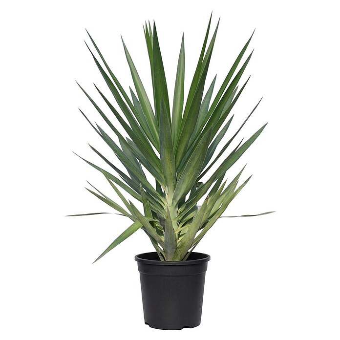 Palmlilie (Yucca elegans, Topfgröße: 24 cm) | BAUHAUS
