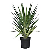 Palmlilie (Yucca elegans, Topfgröße: 24 cm) | BAUHAUS