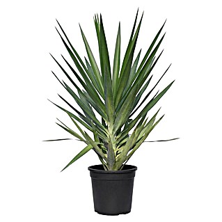 Palmlilie (Yucca elegans, Topfgröße: 24 cm)