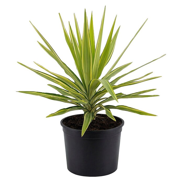 Palmlilie (Yucca elephantipes jewel, Topfgröße: 24 cm) | BAUHAUS